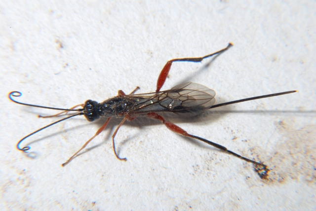 Braconide